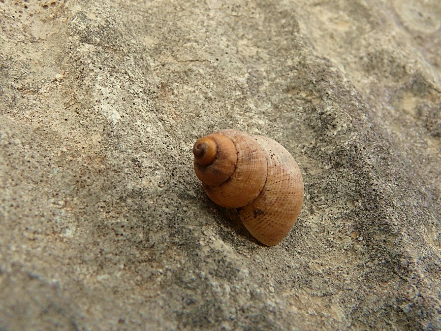 Pomatias elegans dal gargano